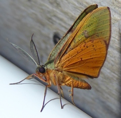 Hypochrosis hyadaria