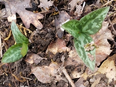 Trillium stamineum