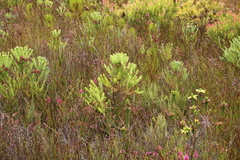 Berzelia squarrosa