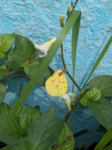 Common Grass Yellow