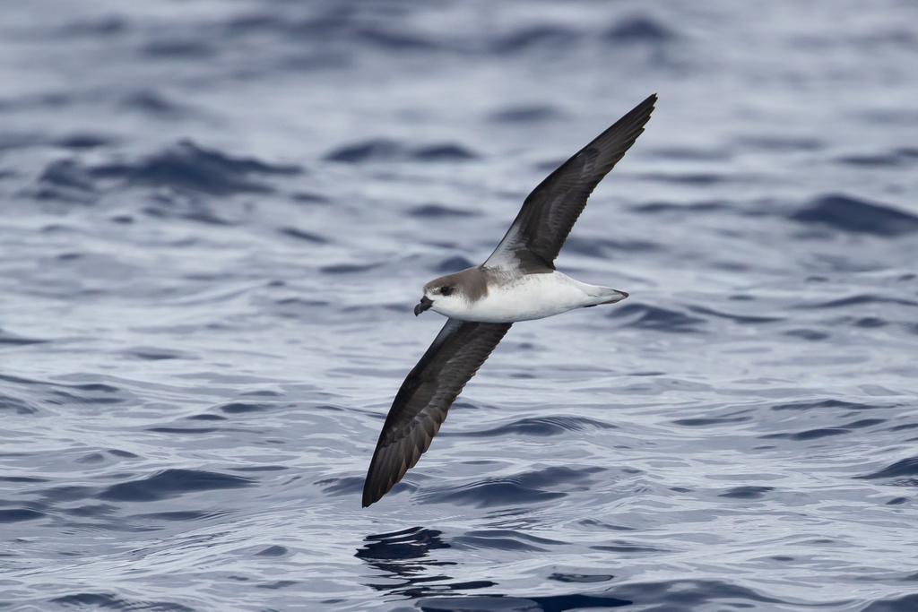 Desertas Petrel