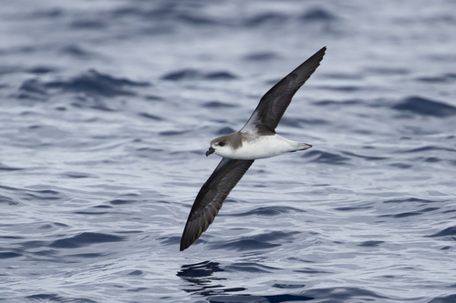 Desertas Petrel