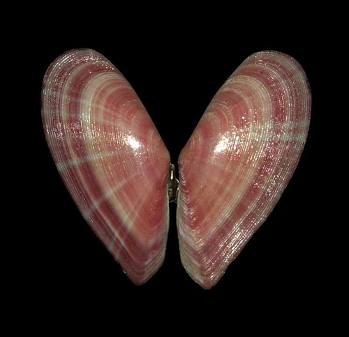 Moerella pulchella