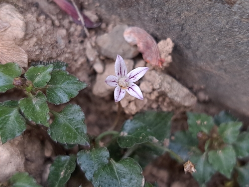 Fleshy peracarpa (Peracarpa carnosa)