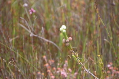 Berzelia rubra