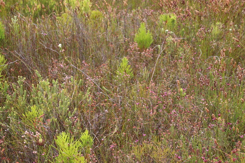 Image of Berzelia rubra by (c) Tony Rebelo, some rights reserved (CC BY-SA)