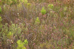 Berzelia rubra