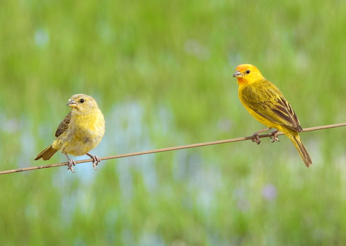 Saffron Finch