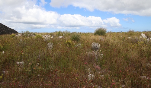 Image of Capped Arrowreed by (c) Tony Rebelo, some rights reserved (CC BY-SA)