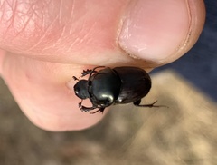 Onthophagus taurus