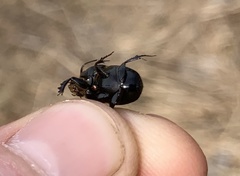 Onthophagus taurus