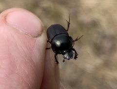 Onthophagus taurus