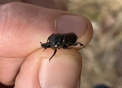 Onthophagus taurus