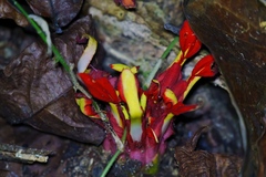 Etlingera coccinea, photograph (c) Jay Paroline, some rights reserved (CC BY)