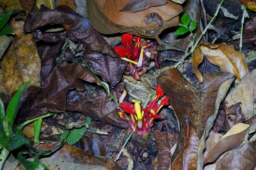 Etlingera coccinea, photograph 3