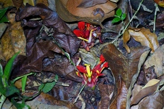 Etlingera coccinea, photograph (c) Jay Paroline, some rights reserved (CC BY)