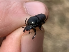 Onthophagus taurus