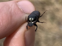 Onthophagus taurus