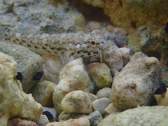 Antilles Frillfin photo 3