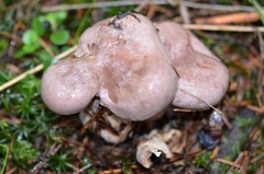 Lactarius flexuosus
