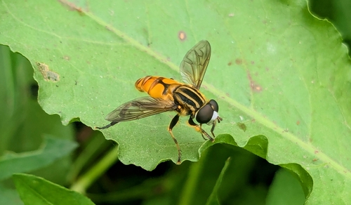 Mesembrius bengalensis