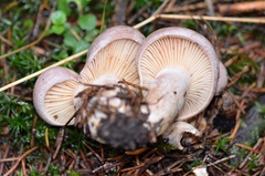 Lactarius flexuosus