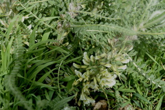 Astragalus aleppicus