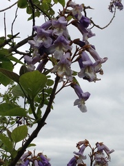Paulownia tomentosa