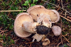 Lactarius flexuosus