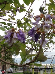 Paulownia tomentosa