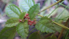 Pilea elliptica