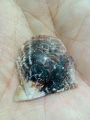 Pinctada imbricata