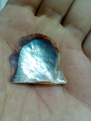 Pinctada imbricata