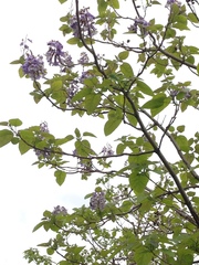 Paulownia tomentosa