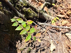 Gaultheria leucocarpa, photograph (c) vrxz, some rights reserved (CC BY-SA)