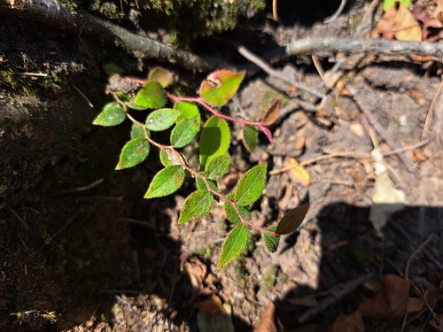 Gaultheria leucocarpa, photograph 5
