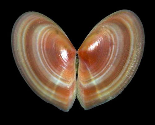 Bosemprella incarnata