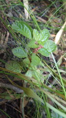 Pilea elliptica