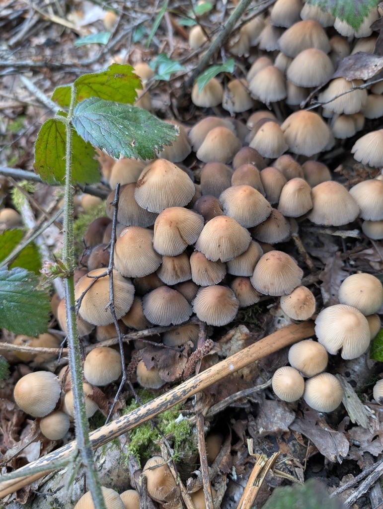 Micacei · March 2026 · photo: © heather-hyfae (iNaturalist, cc-by)