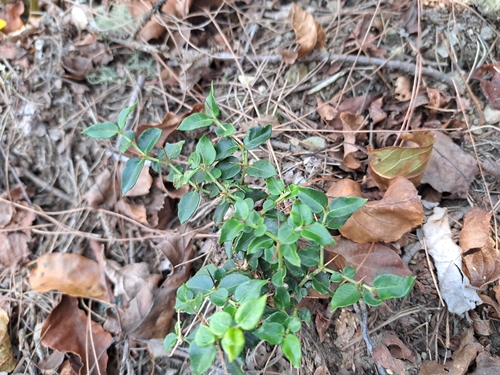 Indian damnacanthus (Damnacanthus indicus)