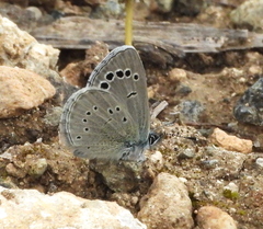 Glaucopsyche paphos