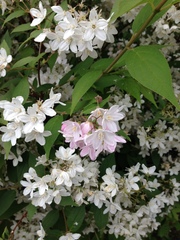 Philadelphus coronarius