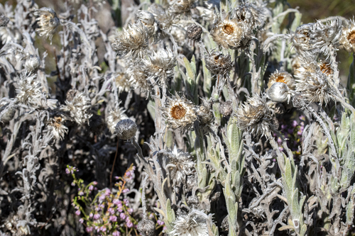 Cape Snow (Syncarpha vestita)