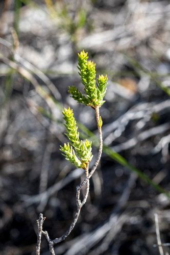 Tile Buchu (Agathosma imbricata)