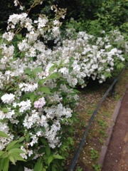 Philadelphus coronarius