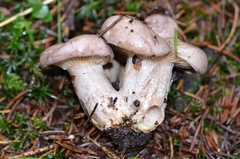 Lactarius flexuosus