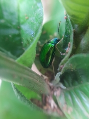 Chrysomelidae