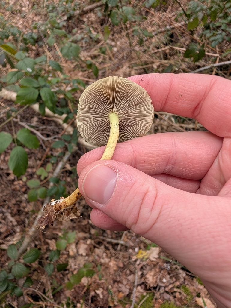 Hypholoma fasciculare · March 2026 · photo: © heather-hyfae (iNaturalist, cc-by)