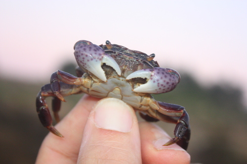 Hemigrapsus nudus