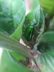 Chrysomelidae